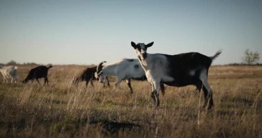 Bir tarlada otlayan keçi sürüsü gibi. Akşam Kırsal Sahne. 4K 10-bit Yavaş çekim 60fps