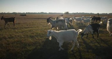 Bir tarlada otlayan keçi sürüsü gibi. Akşam Kırsal Sahne. 4K 10-bit Yavaş çekim 60fps