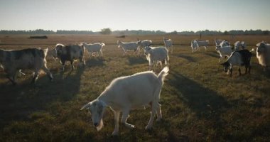 Bir tarlada otlayan keçi sürüsü gibi. Akşam Kırsal Sahne. 4K 10-bit Yavaş çekim 60fps