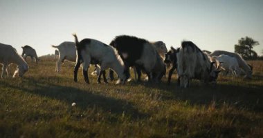 Bir tarlada otlayan keçi sürüsü gibi. Akşam Kırsal Sahne. 4K 10-bit Yavaş çekim 60fps
