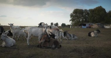 Bir tarlada otlayan keçi sürüsü gibi. Akşam Kırsal Sahne. 4K 10-bit Yavaş çekim 60fps