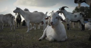 Bir tarlada otlayan keçi sürüsü gibi. Akşam Kırsal Sahne. 4K 10-bit Yavaş çekim 60fps