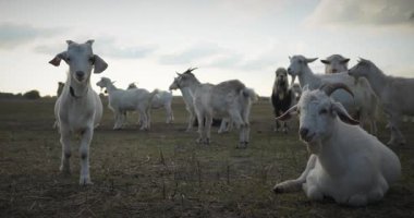 Bir tarlada otlayan keçi sürüsü gibi. Akşam Kırsal Sahne. 4K 10-bit Yavaş çekim 60fps