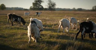 Bir tarlada otlayan keçi sürüsü gibi. Akşam Kırsal Sahne. 4K 10-bit Yavaş çekim 60fps