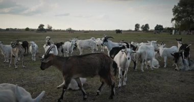 Bir tarlada otlayan keçi sürüsü gibi. Akşam Kırsal Sahne. 4K 10-bit Yavaş çekim 60fps