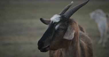 Bir tarlada otlayan keçi sürüsü gibi. Akşam Kırsal Sahne. 4K 10-bit Yavaş çekim 60fps