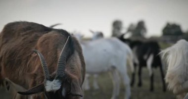 Bir tarlada otlayan keçi sürüsü gibi. Akşam Kırsal Sahne. 4K 10-bit Yavaş çekim 60fps