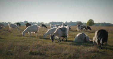 Bir tarlada otlayan keçi sürüsü gibi. Akşam Kırsal Sahne. 4K 10-bit Yavaş çekim 60fps