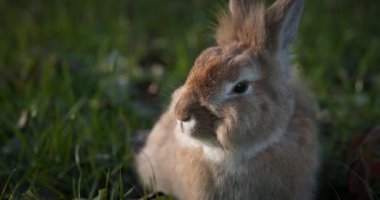 Yeşil Çimenli Şirin Tavşan 4K 10-bit