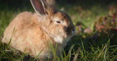 Yeşil Çimenli Şirin Tavşan 4K 10-bit