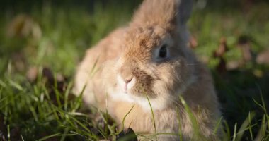 Yeşil Çimenli Şirin Tavşan 4K 10-bit