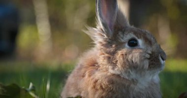 Yeşil Çimenli Şirin Tavşan 4K 10-bit