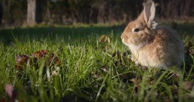 Yeşil Çimenli Şirin Tavşan 4K 10-bit