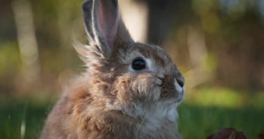 Yeşil Çimenli Şirin Tavşan 4K 10-bit