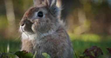 Yeşil Çimenli Şirin Tavşan 4K 10-bit