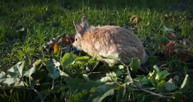 Yeşil Çimenli Şirin Tavşan 4K 10-bit