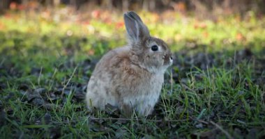 Yeşil Çimenli Şirin Tavşan 4K 10-bit