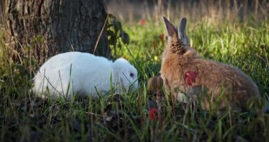 Yeşil Çimenli Şirin Tavşan 4K 10-bit