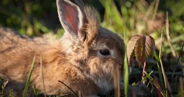 Yeşil Çimenli Şirin Tavşan 4K 10-bit