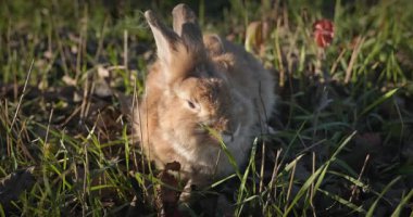 Yeşil Çimenli Şirin Tavşan 4K 10-bit