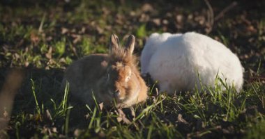 Yeşil Çimenli Şirin Tavşan 4K 10-bit