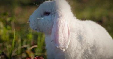 Yeşil Çimenli Şirin Tavşan 4K 10-bit