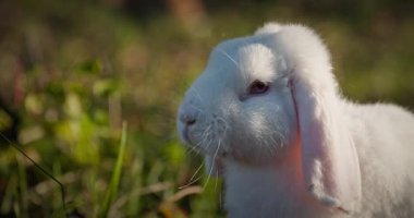 Yeşil Çimenli Şirin Tavşan 4K 10-bit