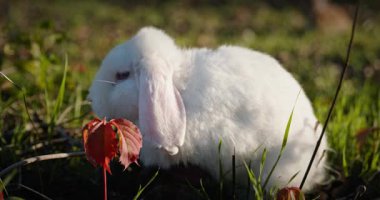 Yeşil Çimenli Şirin Tavşan 4K 10-bit