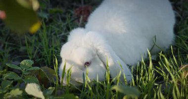 Yeşil Çimenli Şirin Tavşan 4K 10-bit