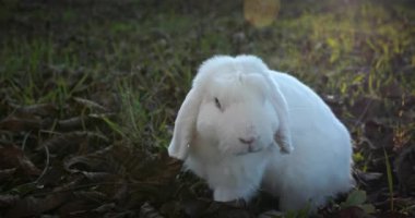 Yeşil Çimenli Şirin Tavşan 4K 10-bit