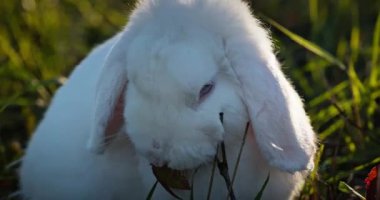 Yeşil Çimenli Şirin Tavşan 4K 10-bit