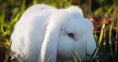 Yeşil Çimenli Şirin Tavşan 4K 10-bit