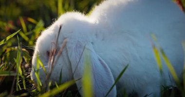 Yeşil Çimenli Şirin Tavşan 4K 10-bit