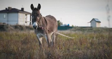 Çayırda Eşek Otlatan Çimen. Kırsal Akşam Sahnesi. 4K 10-bit