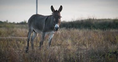 Çayırda Eşek Otlatan Çimen. Kırsal Akşam Sahnesi. 4K 10-bit