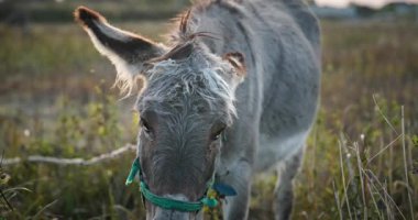 Çayırda Eşek Otlatan Çimen. Kırsal Akşam Sahnesi. 4K 10-bit
