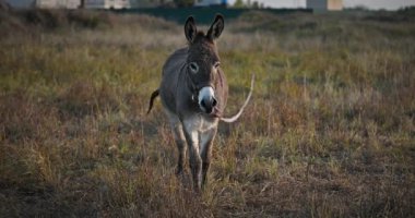 Çayırda Eşek Otlatan Çimen. Kırsal Akşam Sahnesi. 4K 10-bit