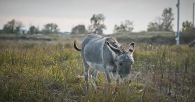 Çayırda Eşek Otlatan Çimen. Kırsal Akşam Sahnesi. 4K 10-bit