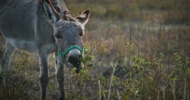 Çayırda Eşek Otlatan Çimen. Kırsal Akşam Sahnesi. 4K 10-bit