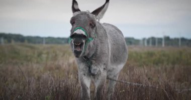 Çayırda Eşek Otlatan Çimen. Kırsal Akşam Sahnesi. 4K 10-bit