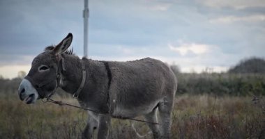 Çayırda Eşek Otlatan Çimen. Kırsal Akşam Sahnesi. 4K 10-bit