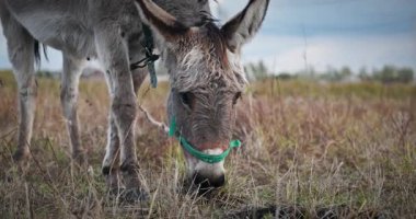 Çayırda Eşek Otlatan Çimen. Kırsal Akşam Sahnesi. 4K 10-bit
