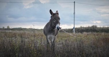 Çayırda Eşek Otlatan Çimen. Kırsal Akşam Sahnesi. 4K 10-bit
