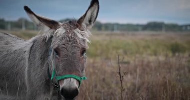 Çayırda Eşek Otlatan Çimen. Kırsal Akşam Sahnesi. 4K 10-bit
