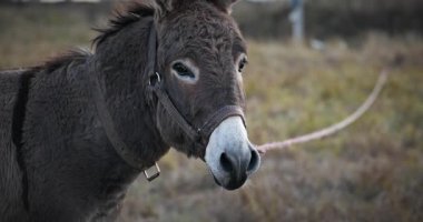 Çayırda Eşek Otlatan Çimen. Kırsal Akşam Sahnesi. 4K 10-bit