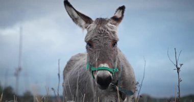 Çayırda Eşek Otlatan Çimen. Kırsal Akşam Sahnesi. 4K 10-bit