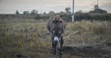 Çayırda Eşek Otlatan Çimen. Kırsal Akşam Sahnesi. 4K 10-bit
