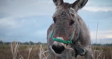 Çayırda Eşek Otlatan Çimen. Kırsal Akşam Sahnesi. 4K 10-bit