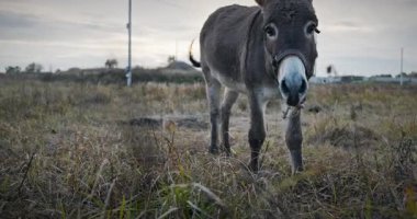 Çayırda Eşek Otlatan Çimen. Kırsal Akşam Sahnesi. 4K 10-bit