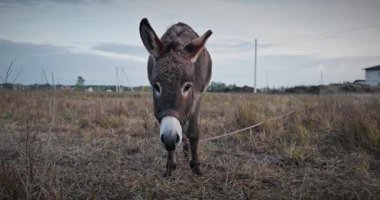 Çayırda Eşek Otlatan Çimen. Kırsal Akşam Sahnesi. 4K 10-bit
